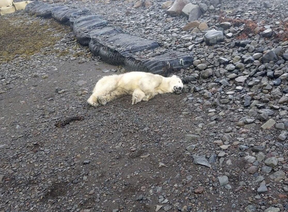 A dead polar bear in Iceland.