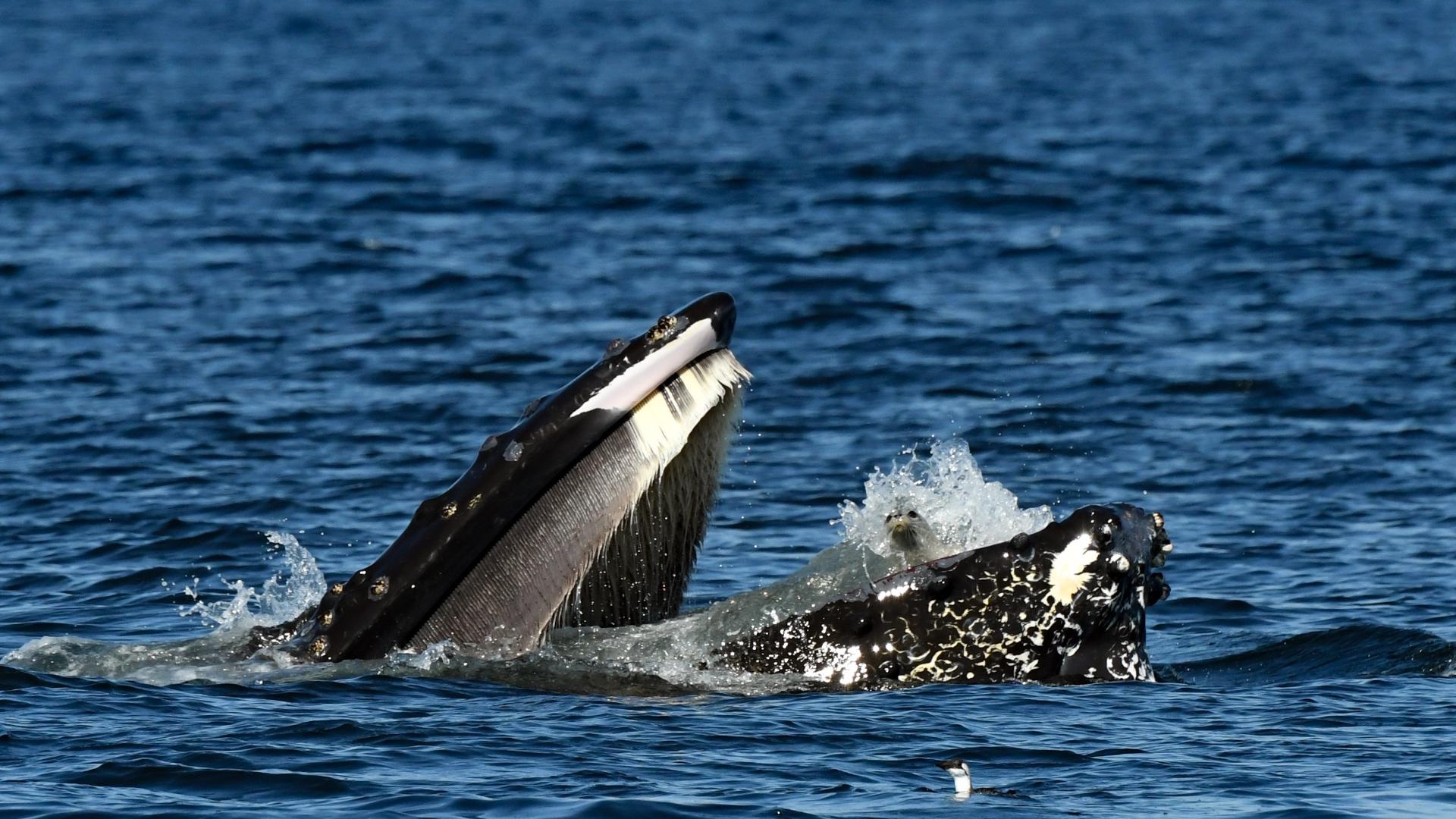 Whale with seal in its mouth