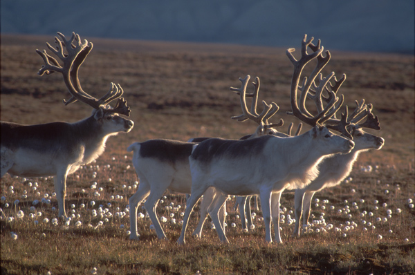 Peary caribou