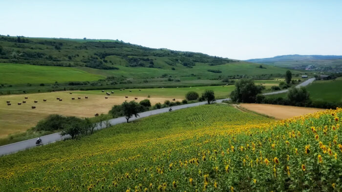 a sunflower field with a cyclist riding in the background