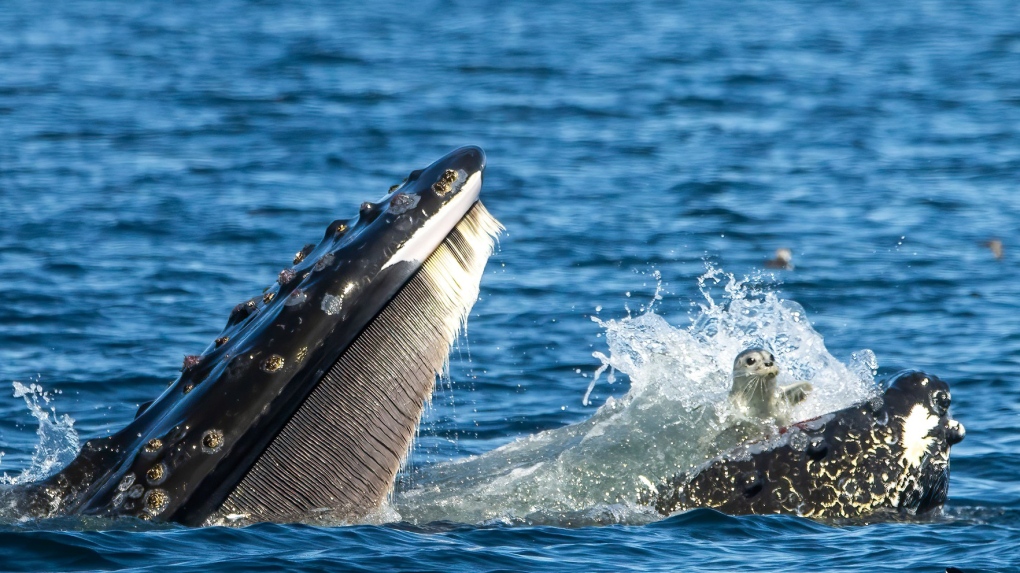 A whale accidentally catches a seal in its mouth.