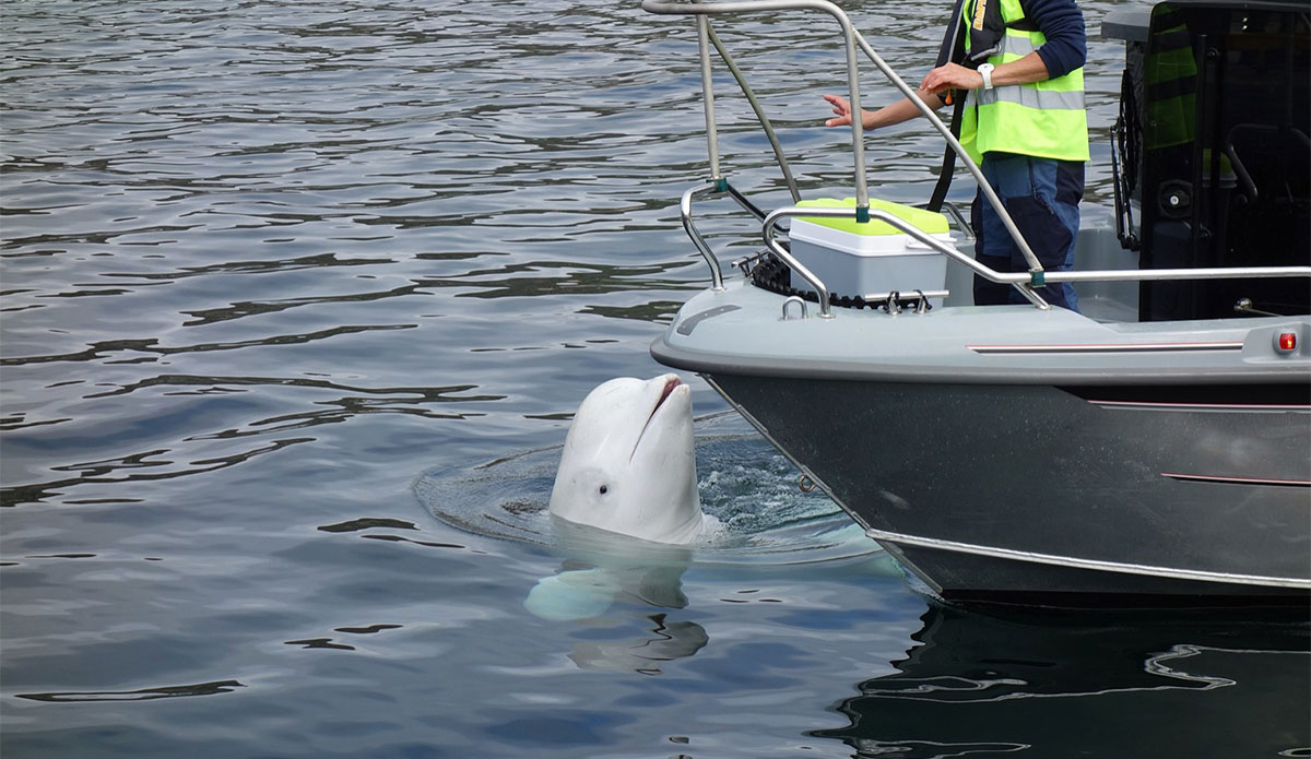 Beluga whale beside small boat