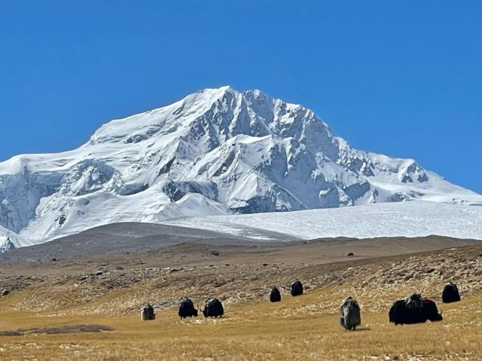 Shisha Pangma totally covered in snow rises above grassy plains with yaks grazing