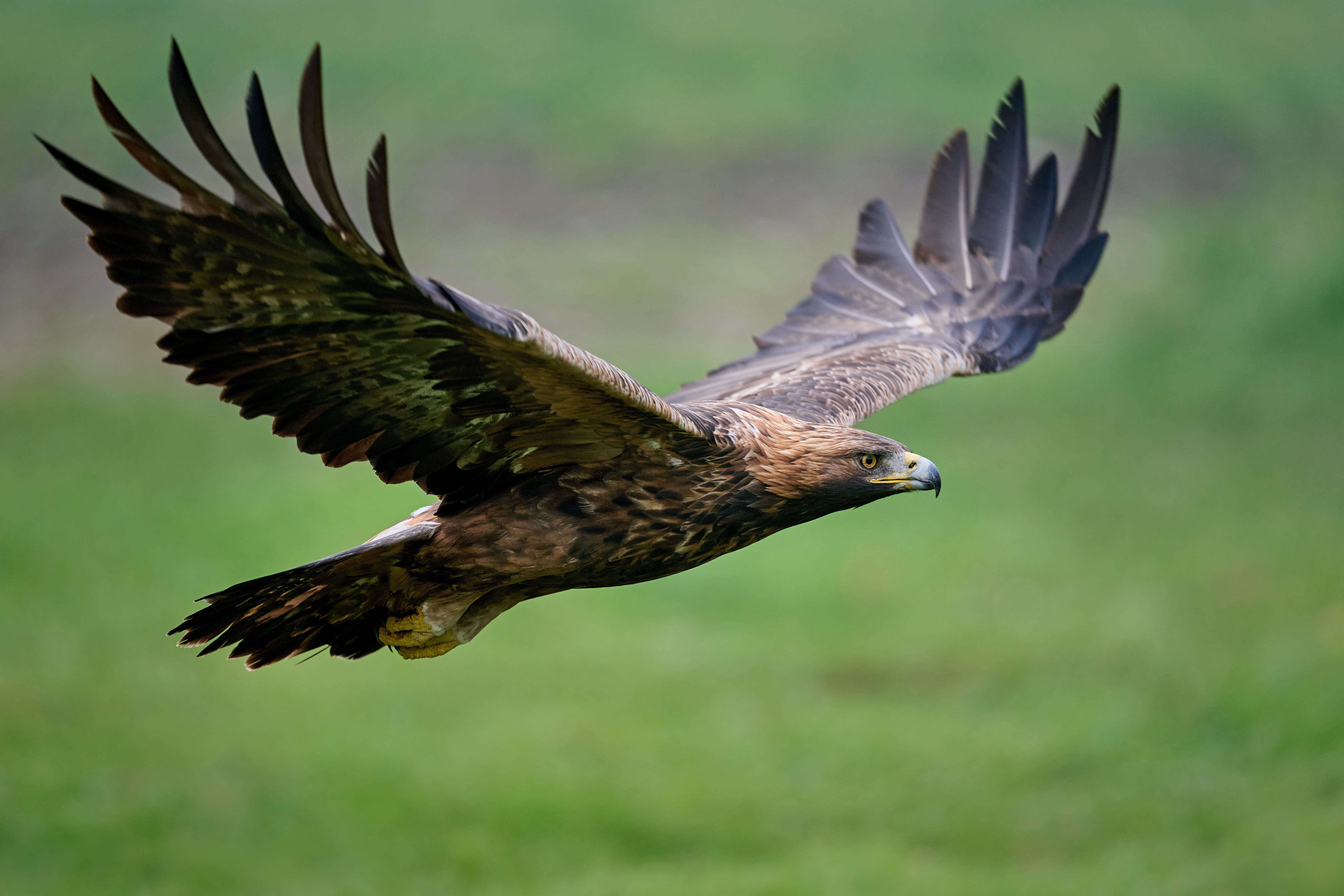 A Golden Eagle