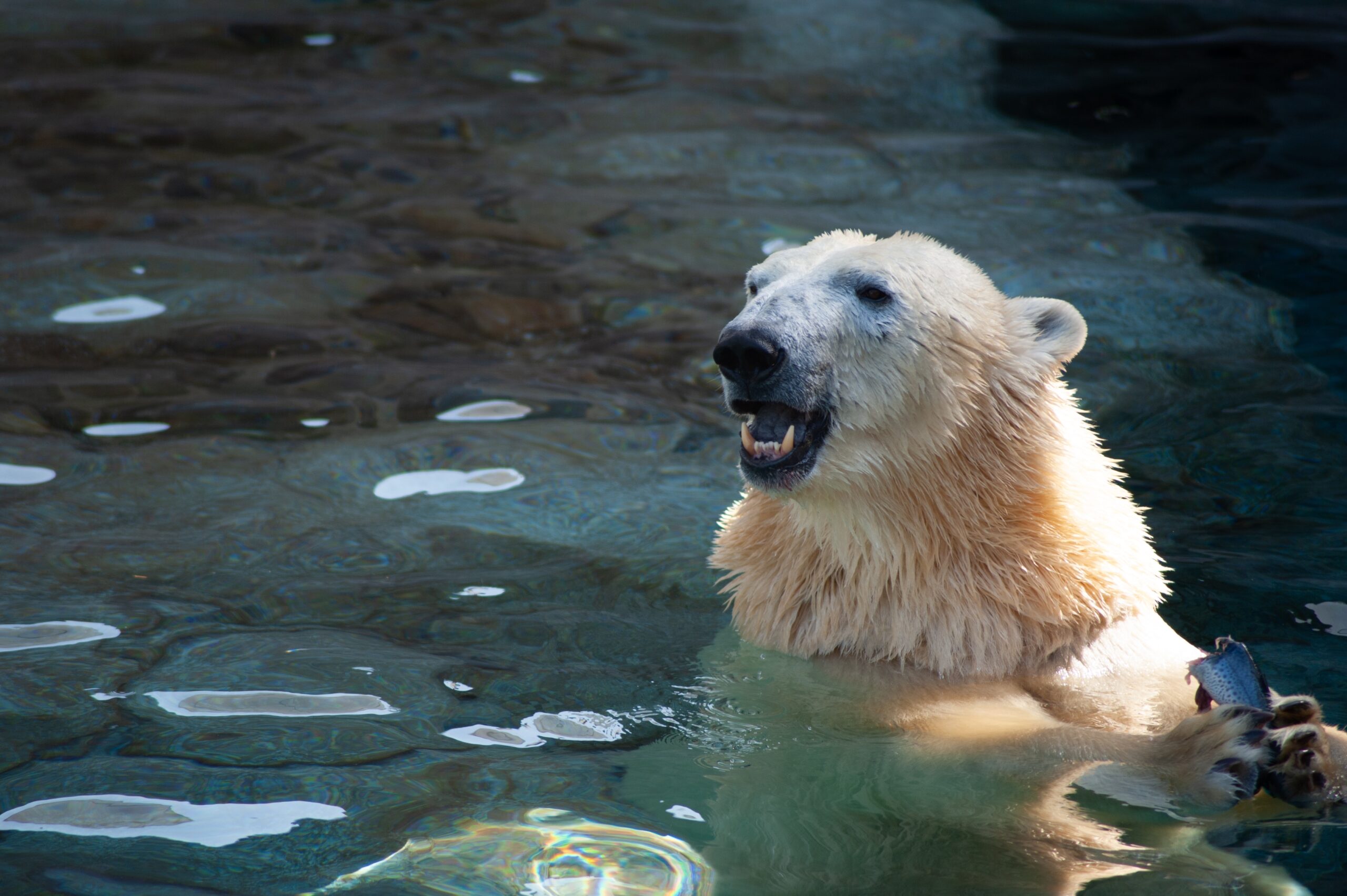 A polar bear eating a fish.