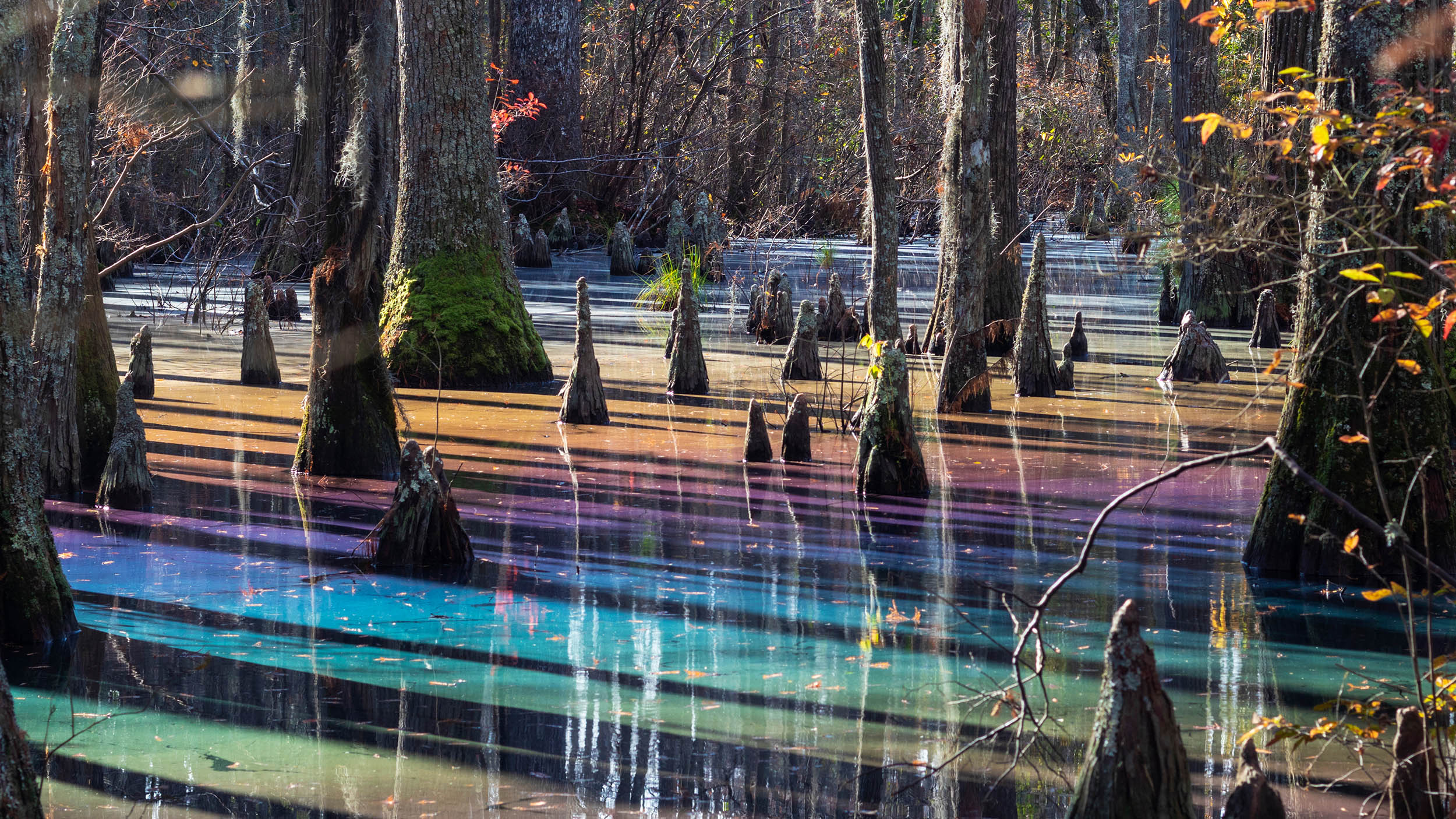 rainbows shimmer across the surface of the water in a swamp.