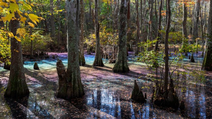 rainbow colors shimmer across the surface of the water in a swamp