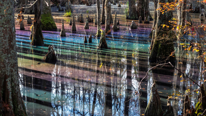 rainbow colors shimmer across the surface of the water in a swamp