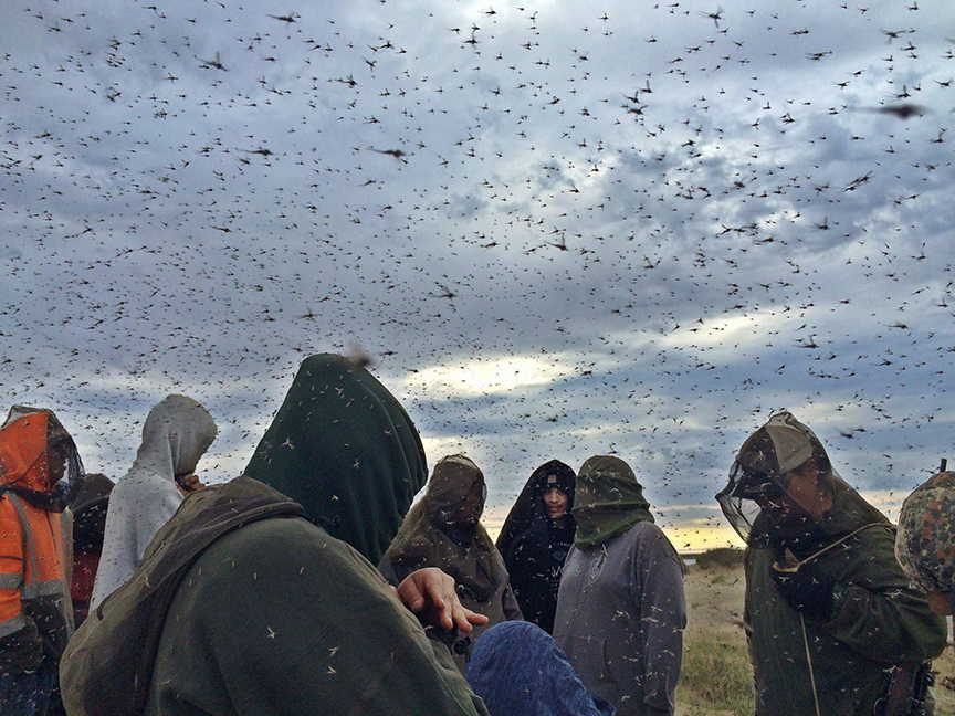 millions of mosquitoes over several people