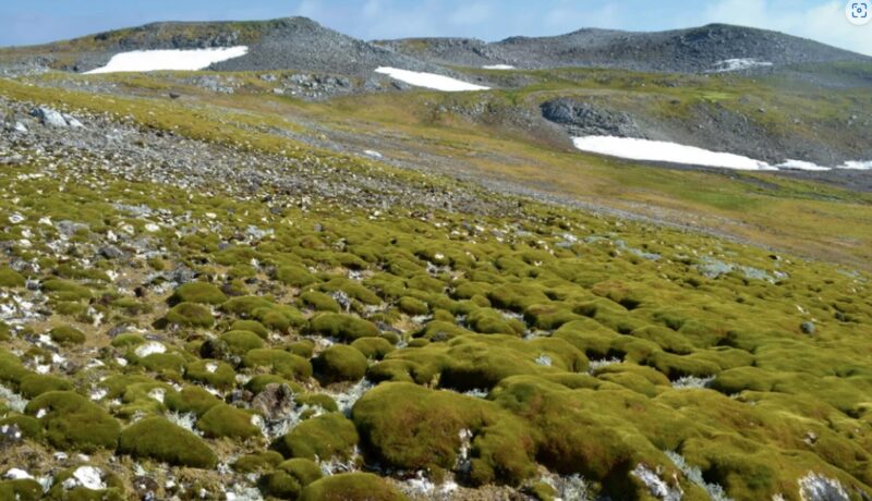 Mossy hummocks