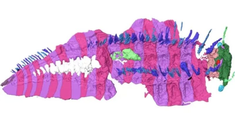 A 3-D reconstruction of the fossilized giant bug.