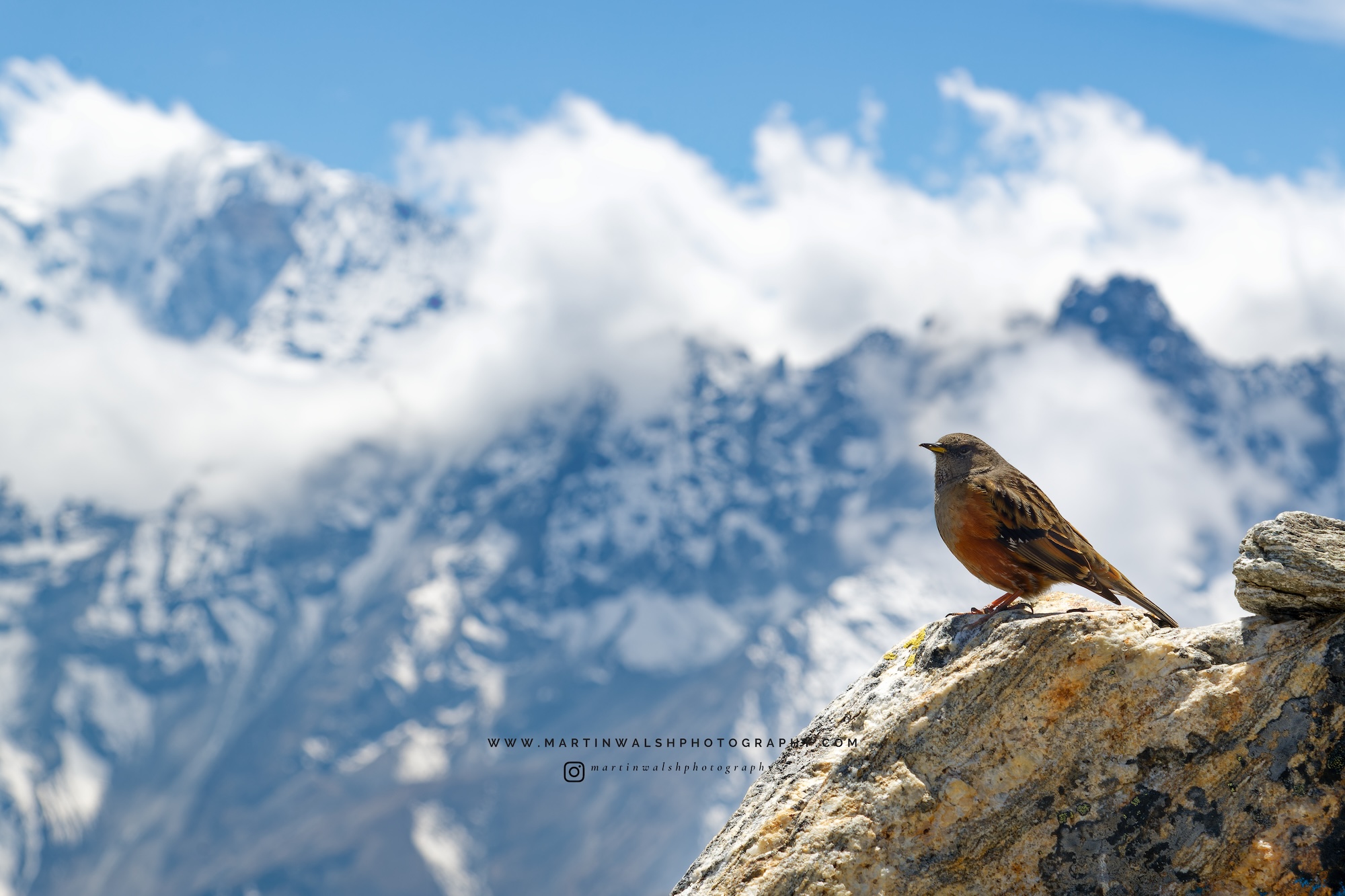 An alpine accentor at the top of Renjo La.