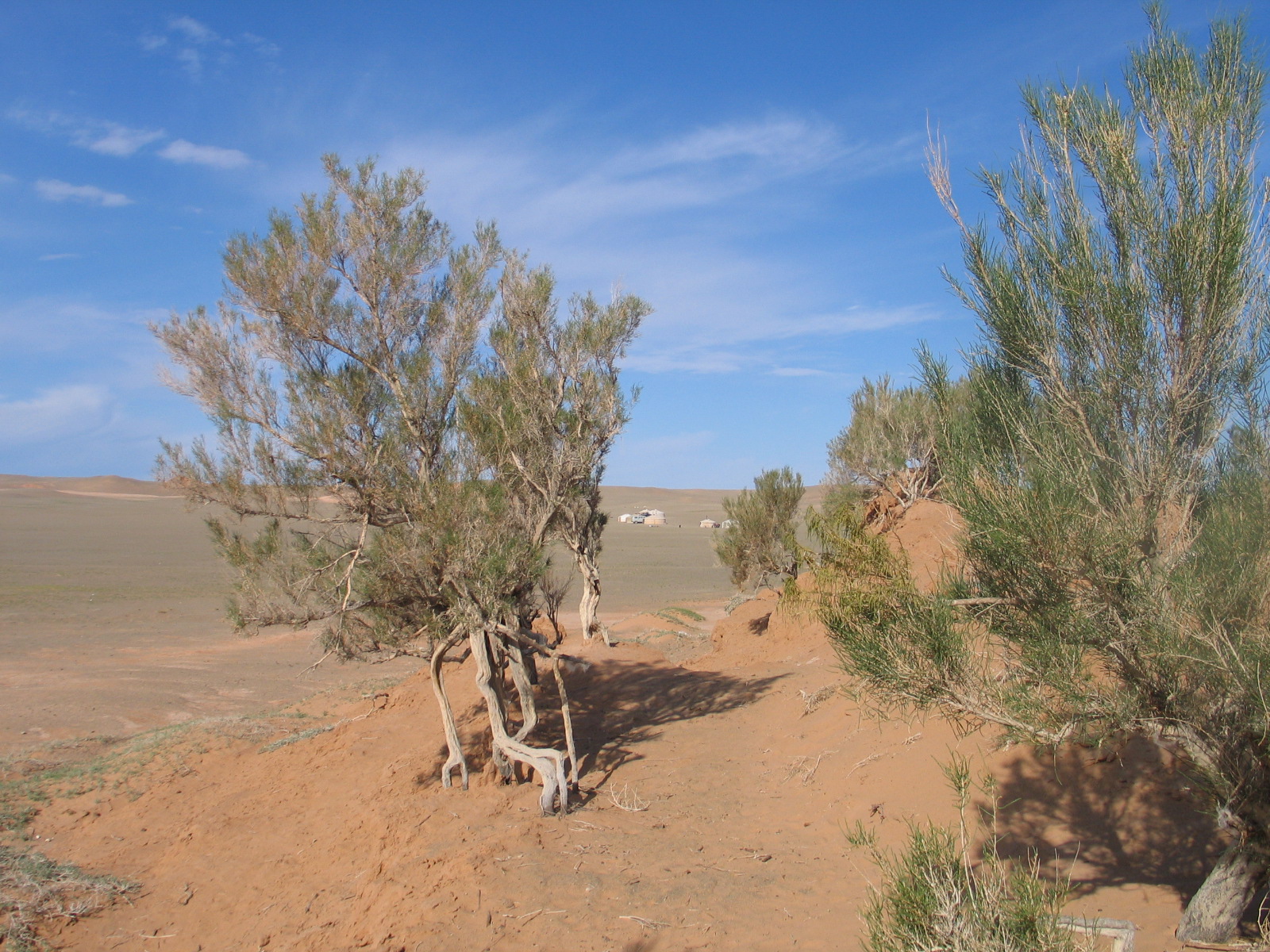 A shrub-like tree in the desert.