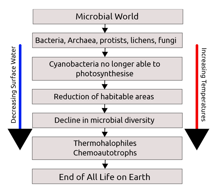 A diagram showing the order of extinction, reading: Microbial World -> Bacteria, Archaea, protists, lichens fungi -> Cyanobacteria no longer able to photosynthesise -> Reduction of habitable areas -> Decline in microbial diversity -> Thermohalophiles / Chemoautotrophs -> End of All Life on Earth