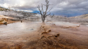 a dead tree stands in a sulphur spring