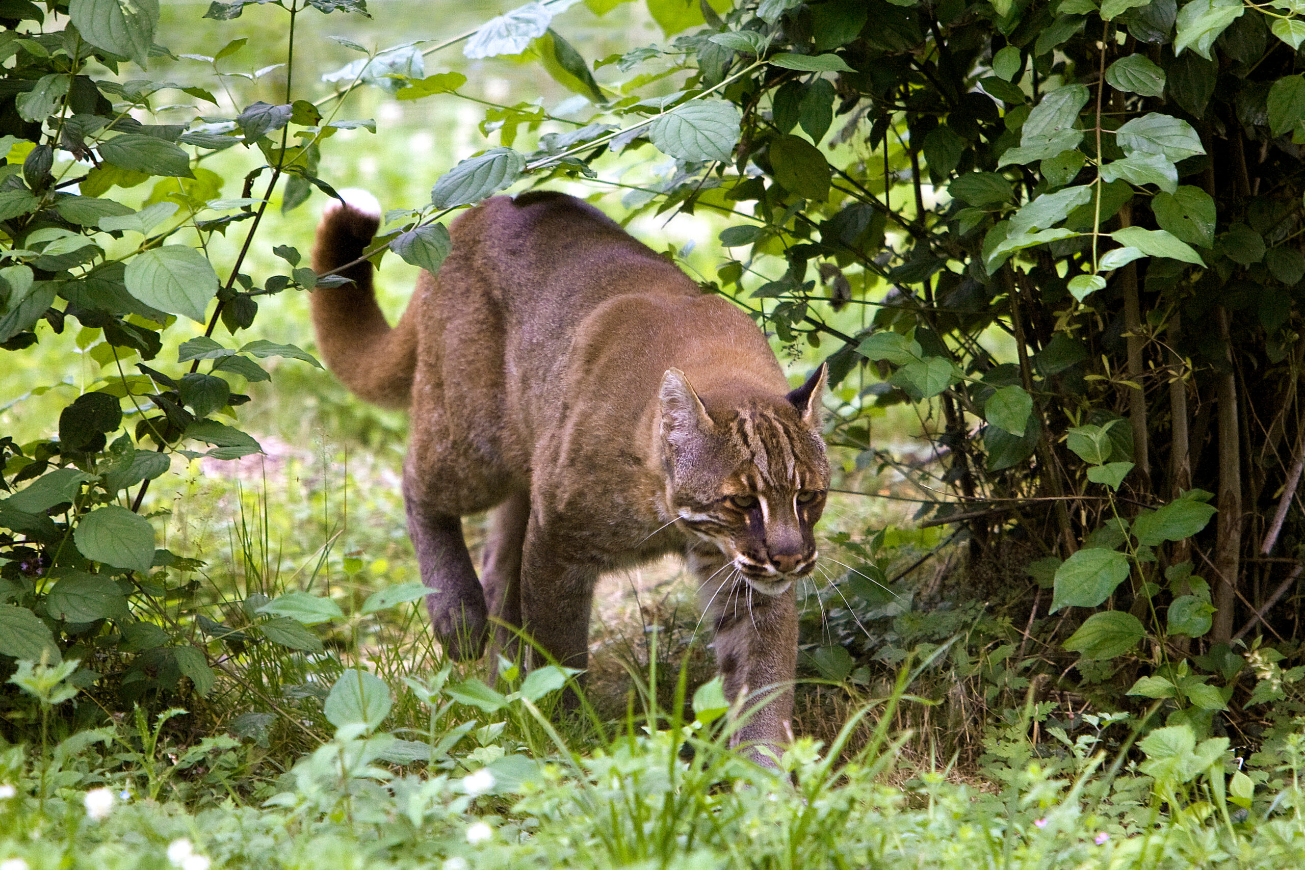 An Asian golden cat.