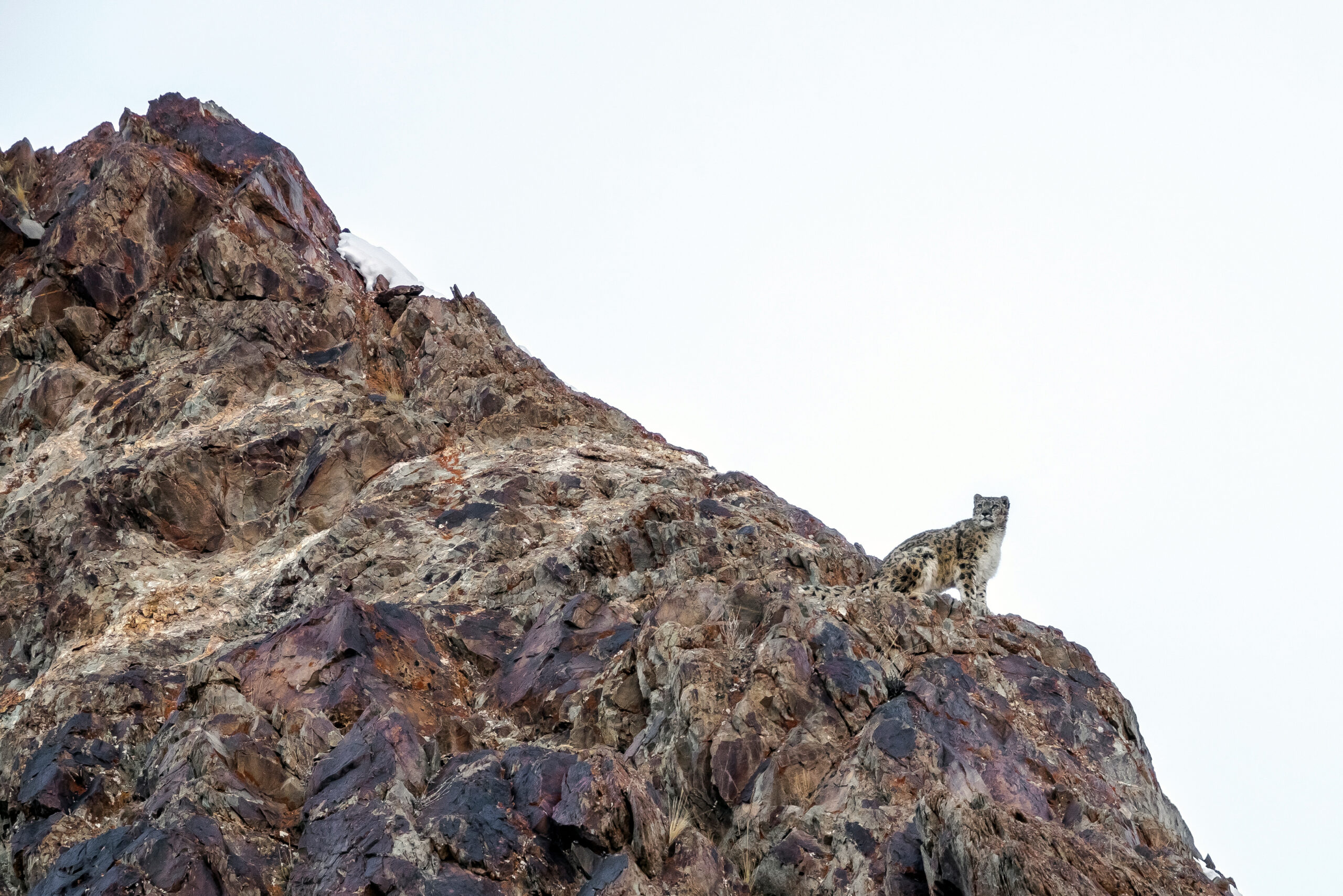 A snow leopard on a ridge in Hemis National Park.