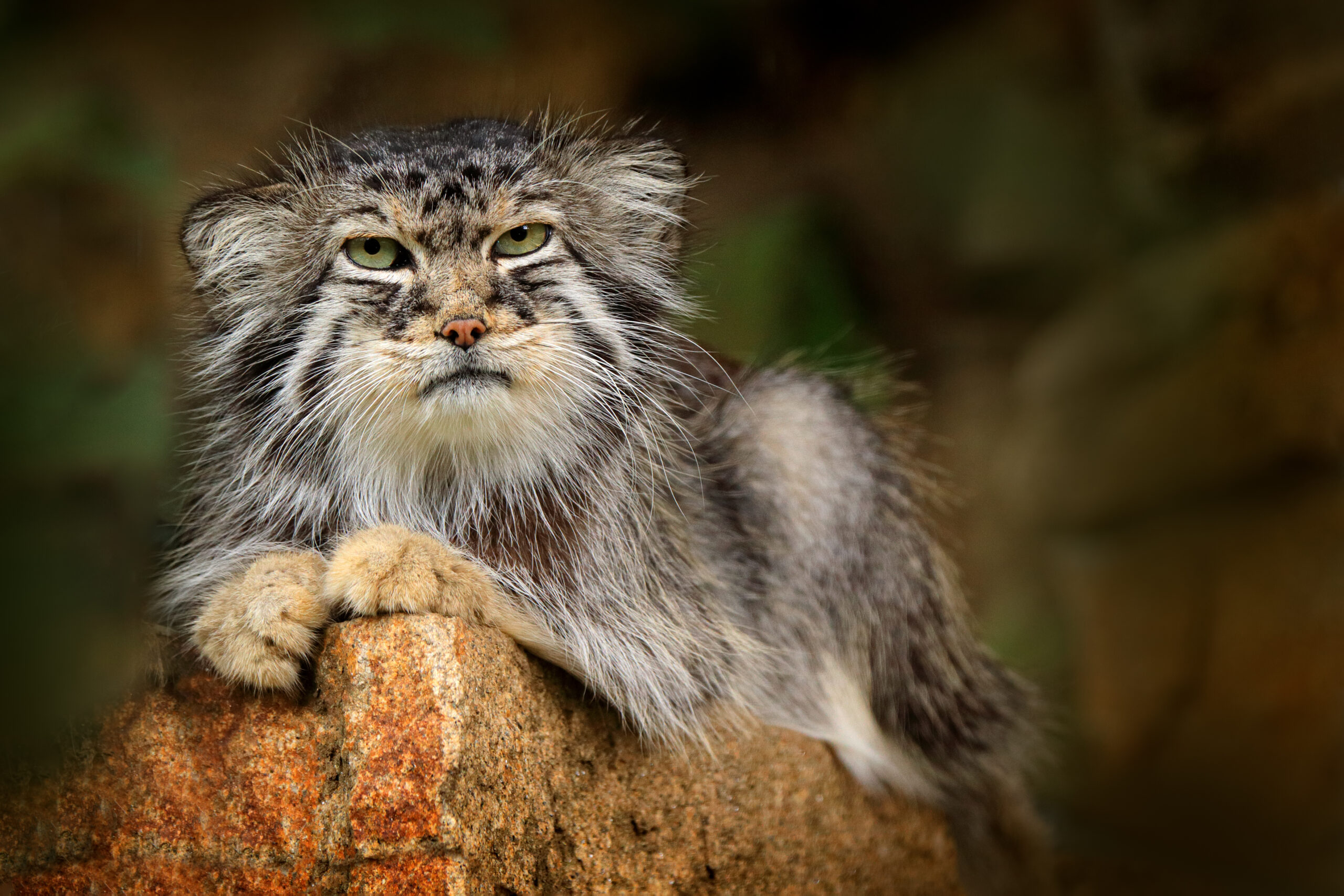 Pallas's cat.