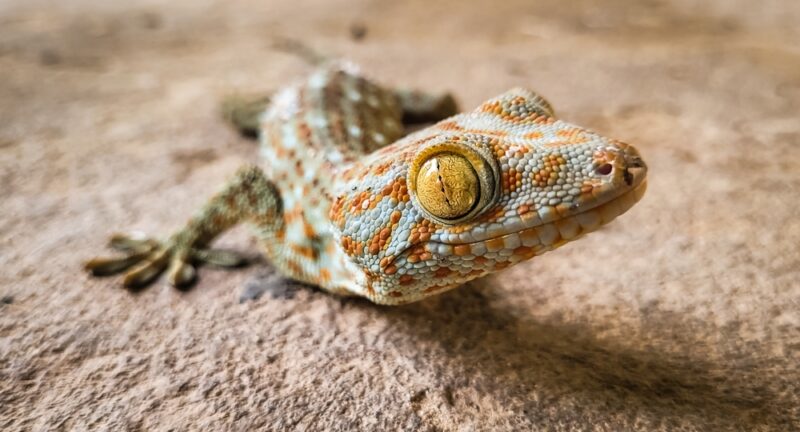 gecko portrait