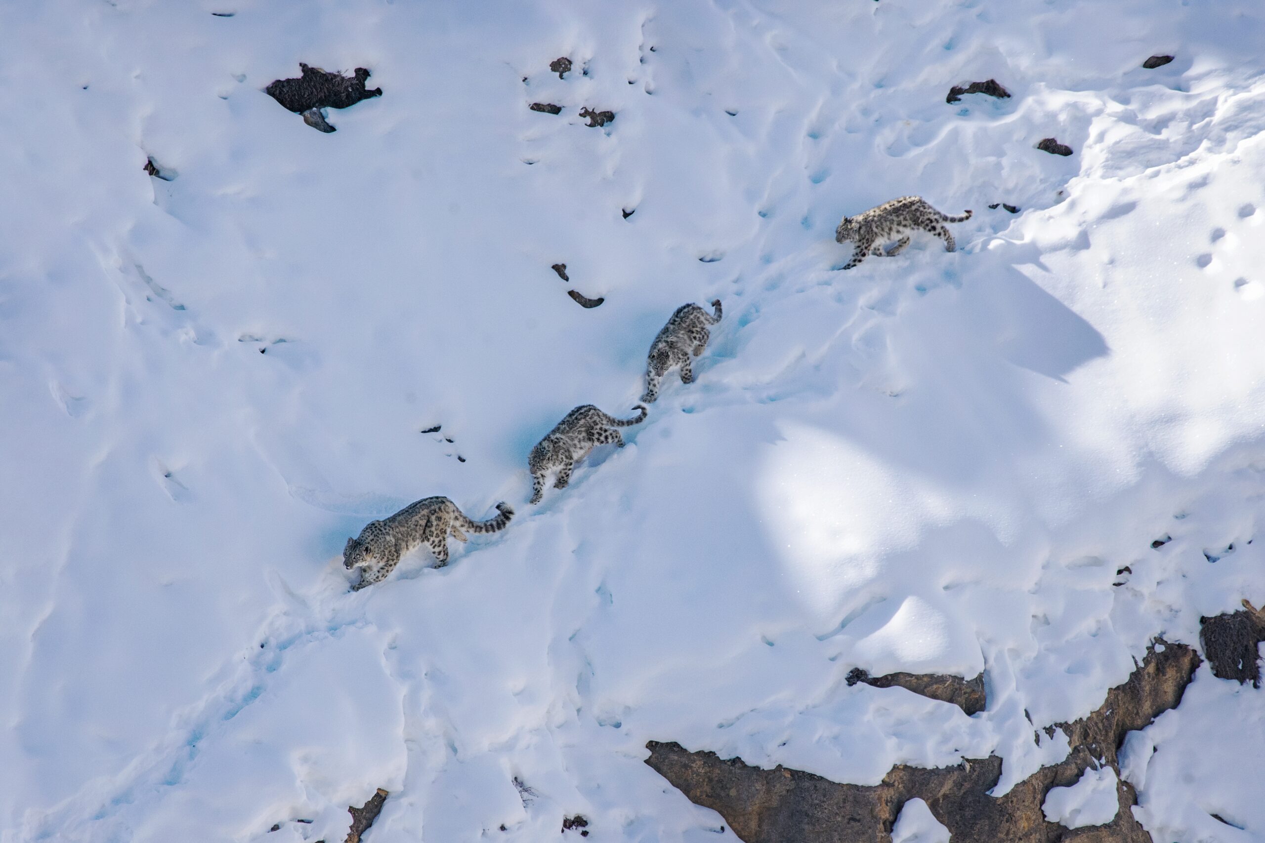 Four snow leopards in a line moving through the snow.