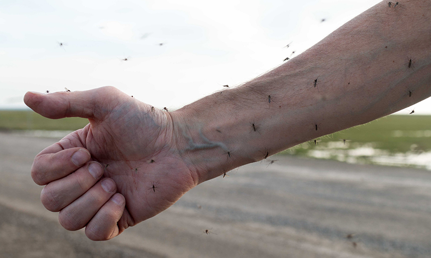 mosquitoes on arm