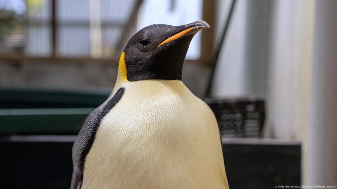 emperor penguin indoors