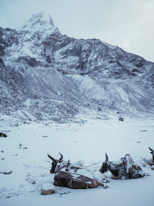 Ama Dablam powedered in fresh snow, some yaks rest in the snow at its base. 