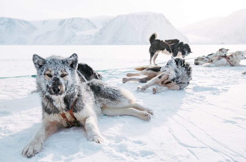 Sled dogs in the snow