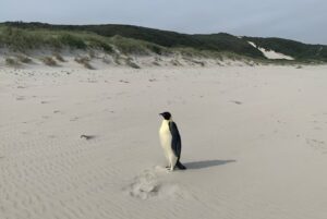 lonely emperor penguin on sandy beach