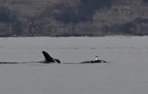 orca with salmon on its head