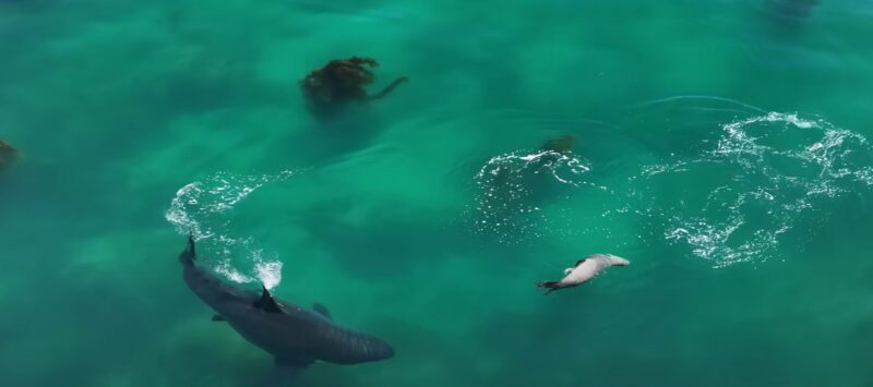 stricken sea lion floating in greenish water