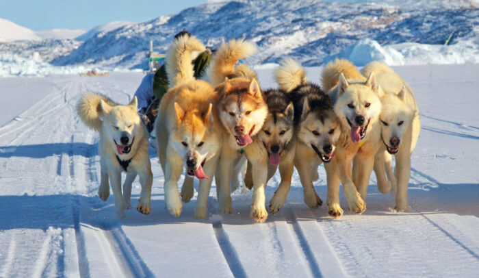 Greenland Hunters Bred Sled Dogs With Wolves for Strength » Explorersweb