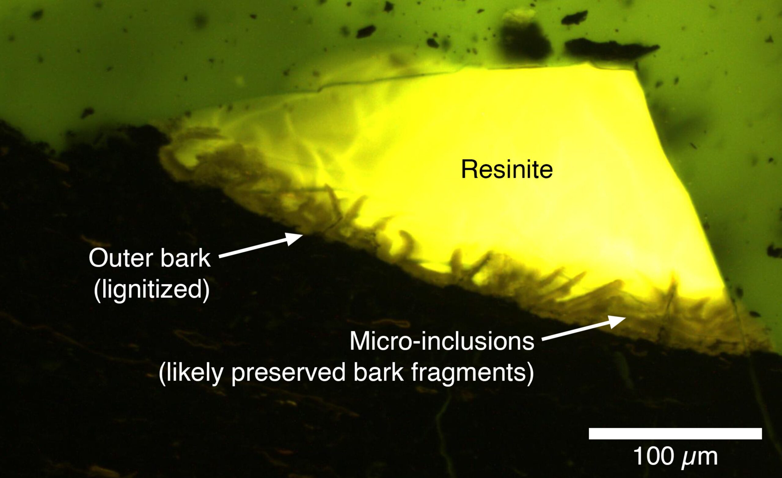 a yellow amber sample with labels showing inclusions