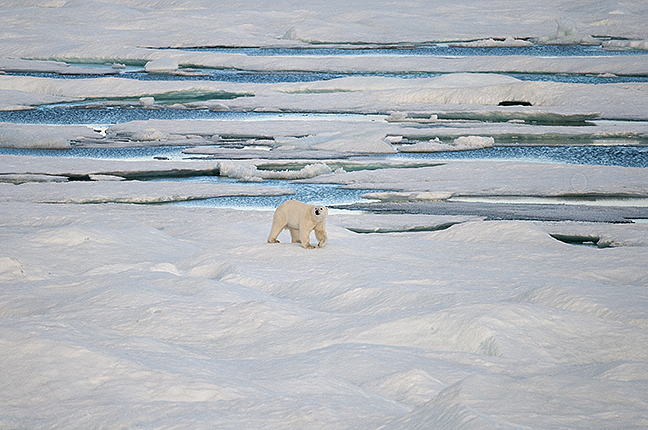 polar bear on sea ice