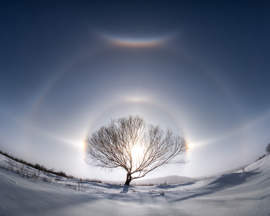 tree and sundogs in winter scene