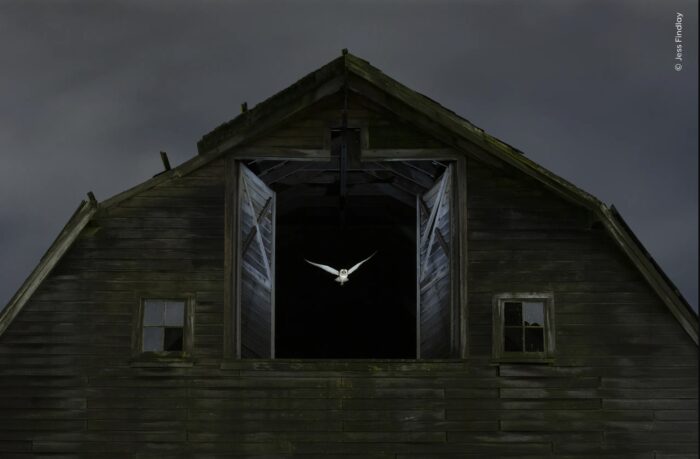 a barn owl flies out of a barn