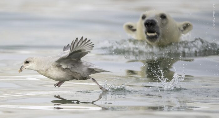 a polar bear attacks a bird