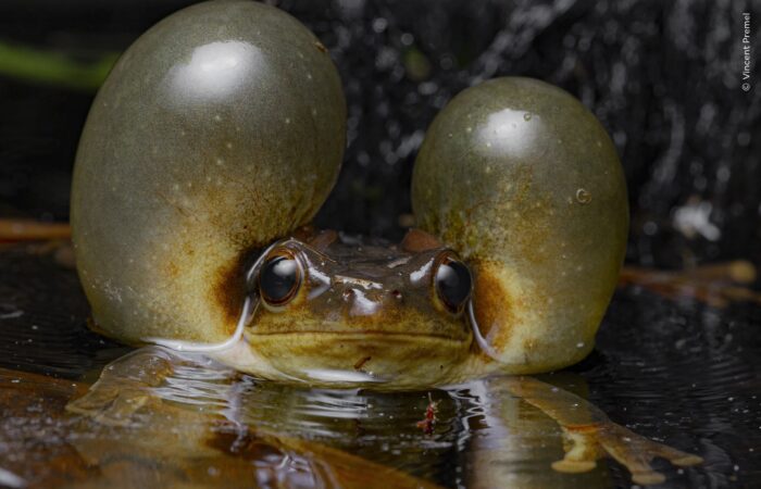 a frog puffs out its cheek sacks