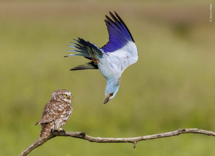 a bird flies over an owl