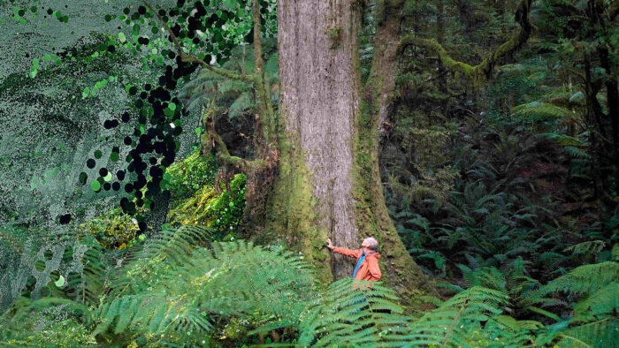 a man stands next to a gigantic tree