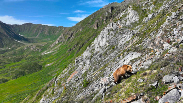 a bear walks along the steep side of a mountain