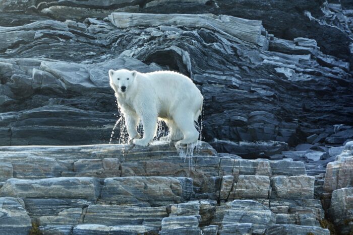 A bear shakes off the water while stanging on a cliff.