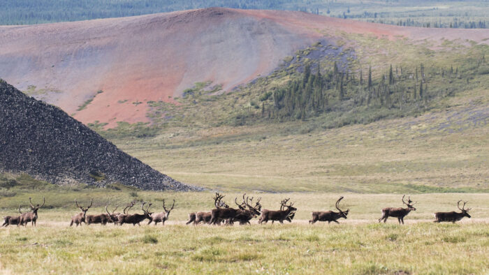 a group of Caribou