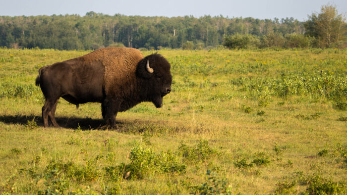 a bison