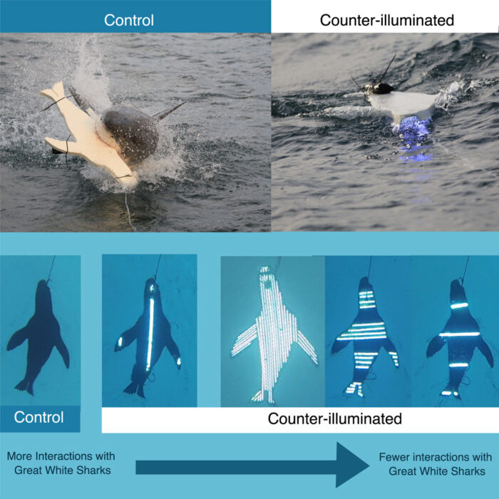 a graphic showing various phases of the seal decoy experiment