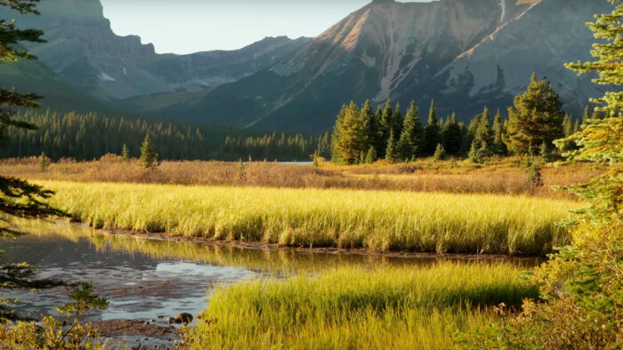 a meadow