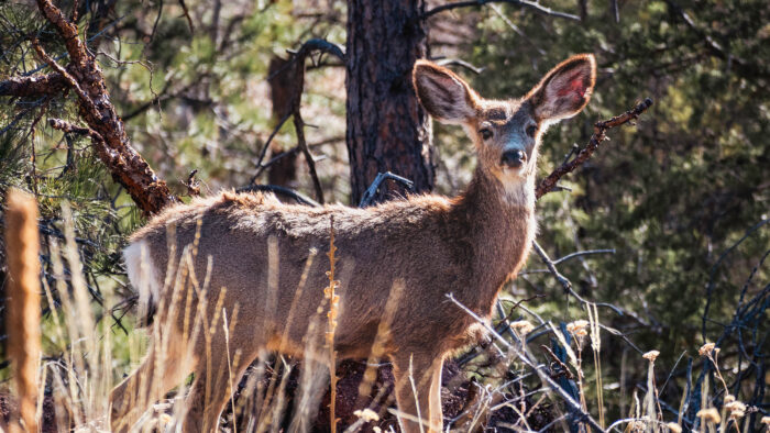 a mule deer listens for predators 