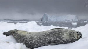 a seal reclines on an ice floe