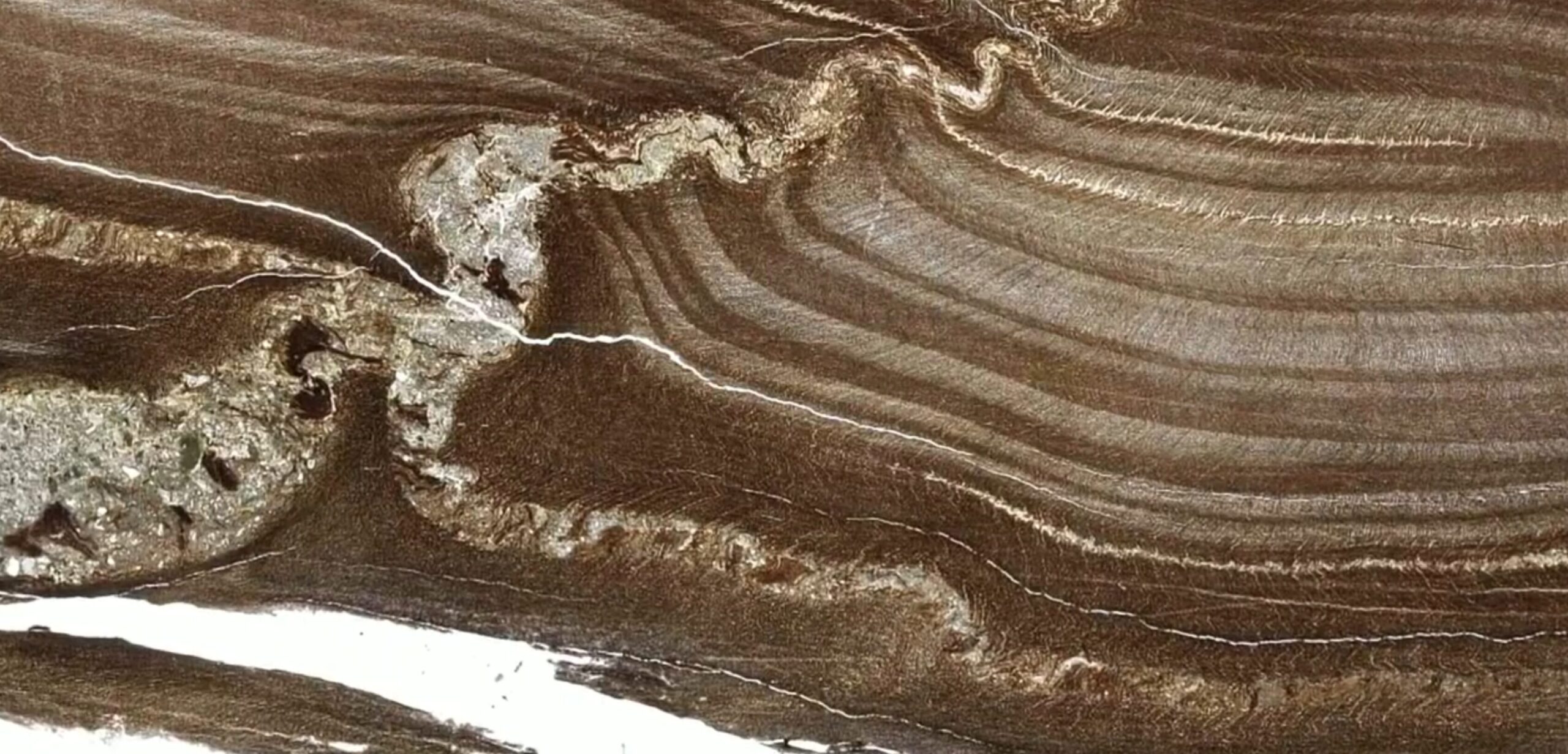 a zoomed in image of fossilized wood