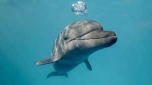 head-on closeup of dolphin